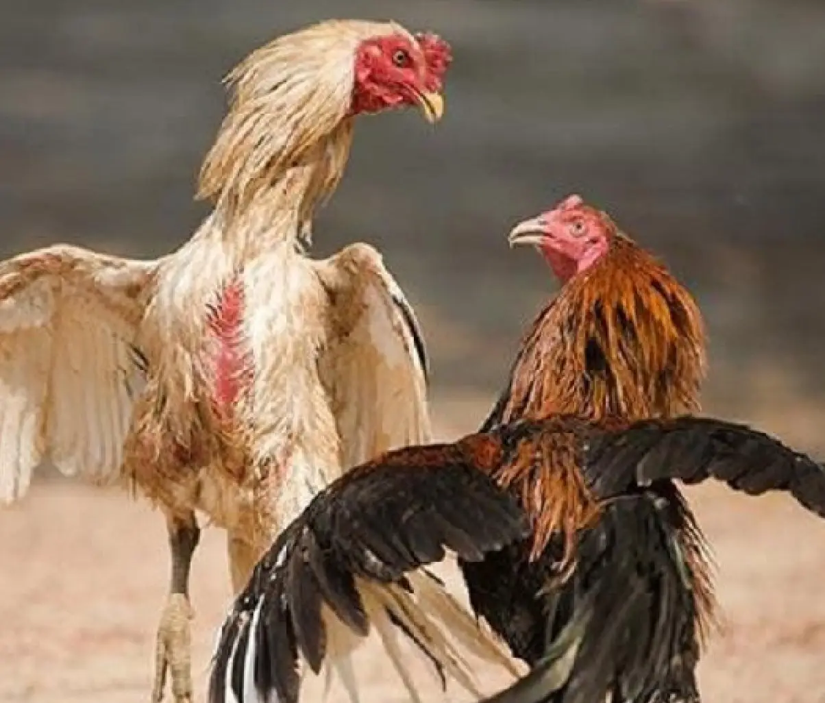 Đá Gà Trực Tiếp 88 New888